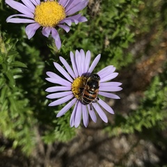 Eristalinus modestus
