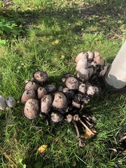 Coprinus comatus