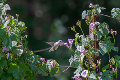 Archilochus colubris