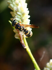 Parancistrocerus fulvipes