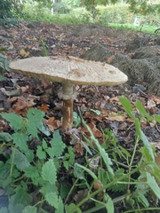 Macrolepiota procera