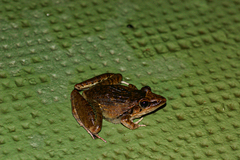 Ptychadena anchietae