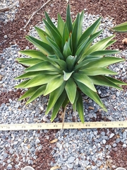 Agave desmettiana