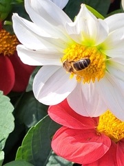 Apis mellifera