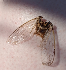 Cicada cretensis