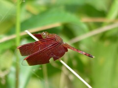 Neurothemis terminata
