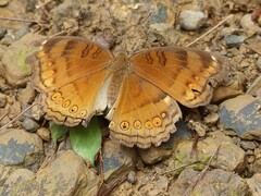Junonia hedonia
