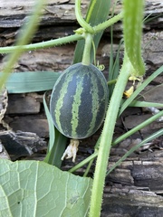 Cucumis