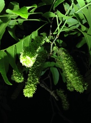 Gleditsia sinensis