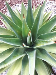 Agave desmettiana
