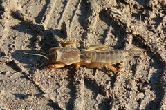 Gryllotalpa gryllotalpa