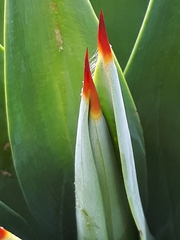 Agave desmettiana