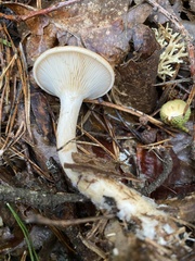 Paralepista flaccida