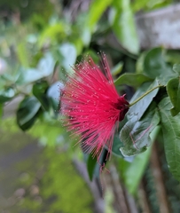 Calliandra