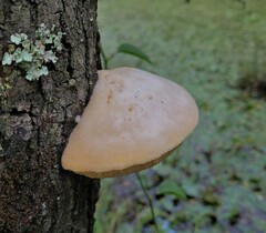 Pseudospongipellis unicolor