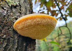 Pseudospongipellis unicolor