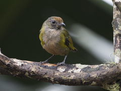 Euphonia xanthogaster