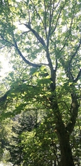 Magnolia obovata