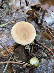 Paralepista flaccida