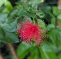 Calliandra