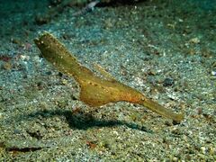 Solenostomus cyanopterus