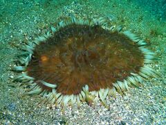 Heteractis aurora