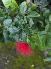 Calliandra
