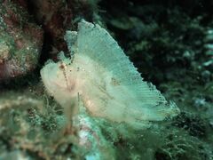 Taenianotus triacanthus