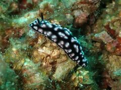 Phyllidiella pustulosa