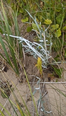 Cirsium pitcheri