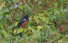 Diglossa gloriosissima