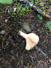 Russula olivacea