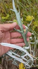 Cirsium pitcheri