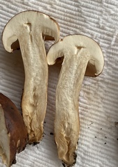 Tricholoma fulvum