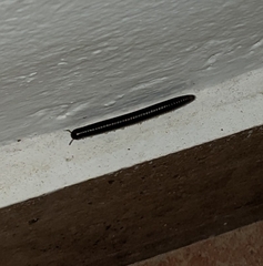 Pachyiulus flavipes