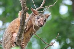 Trichosurus vulpecula arnhemensis