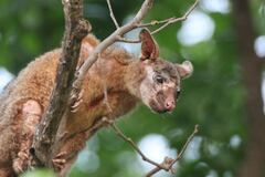 Trichosurus vulpecula arnhemensis