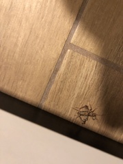 Gryllomorpha dalmatina