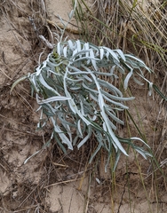 Cirsium pitcheri