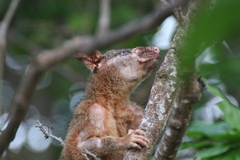 Trichosurus vulpecula arnhemensis