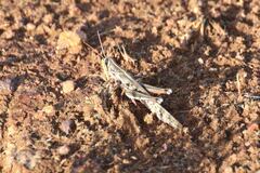 Austracris guttulosa
