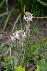 Trachyandra hirsutiflora