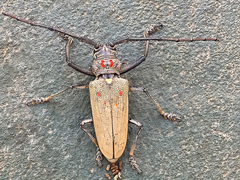 Batocera rufomaculata