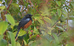 Diglossa gloriosissima