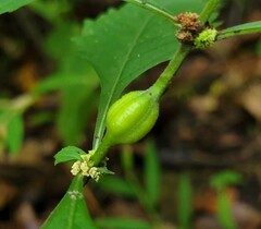 Neolasioptera lycopi