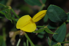 Cytisus emeriflorus