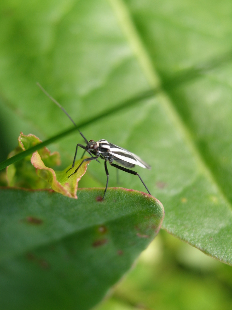 Horwathia hieroglyphica