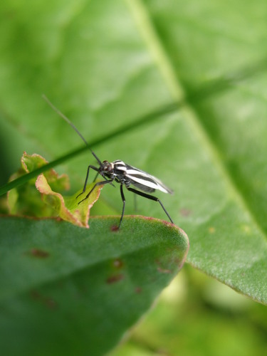 Horwathia hieroglyphica