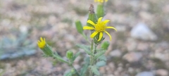 Senecio viscosus