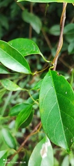 Urceola rosea